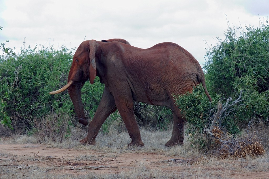 Kenia (349).jpg